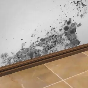Dark moisture spots on a wall above a baseboard